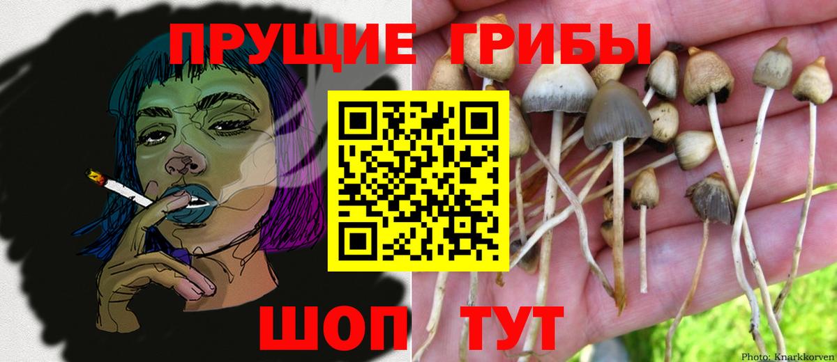 Нижний Тагил  Псилоцибиновые грибы мицелий  Псилоцибиновые грибы мицелий  Вход с VPN 